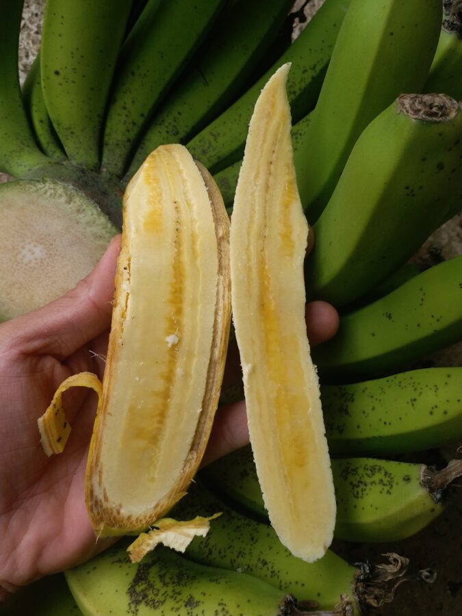 Cây giống chuối lân đà lạt