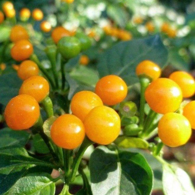 CÂY ớt Pêru Charapita đắt nhất thế giới.