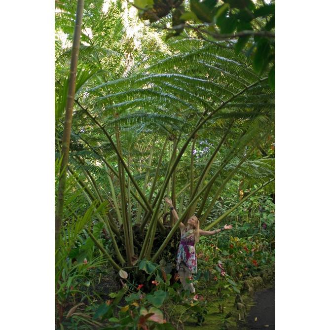 Cây dương xỉ vua làm decor cực đẹp - cây giống