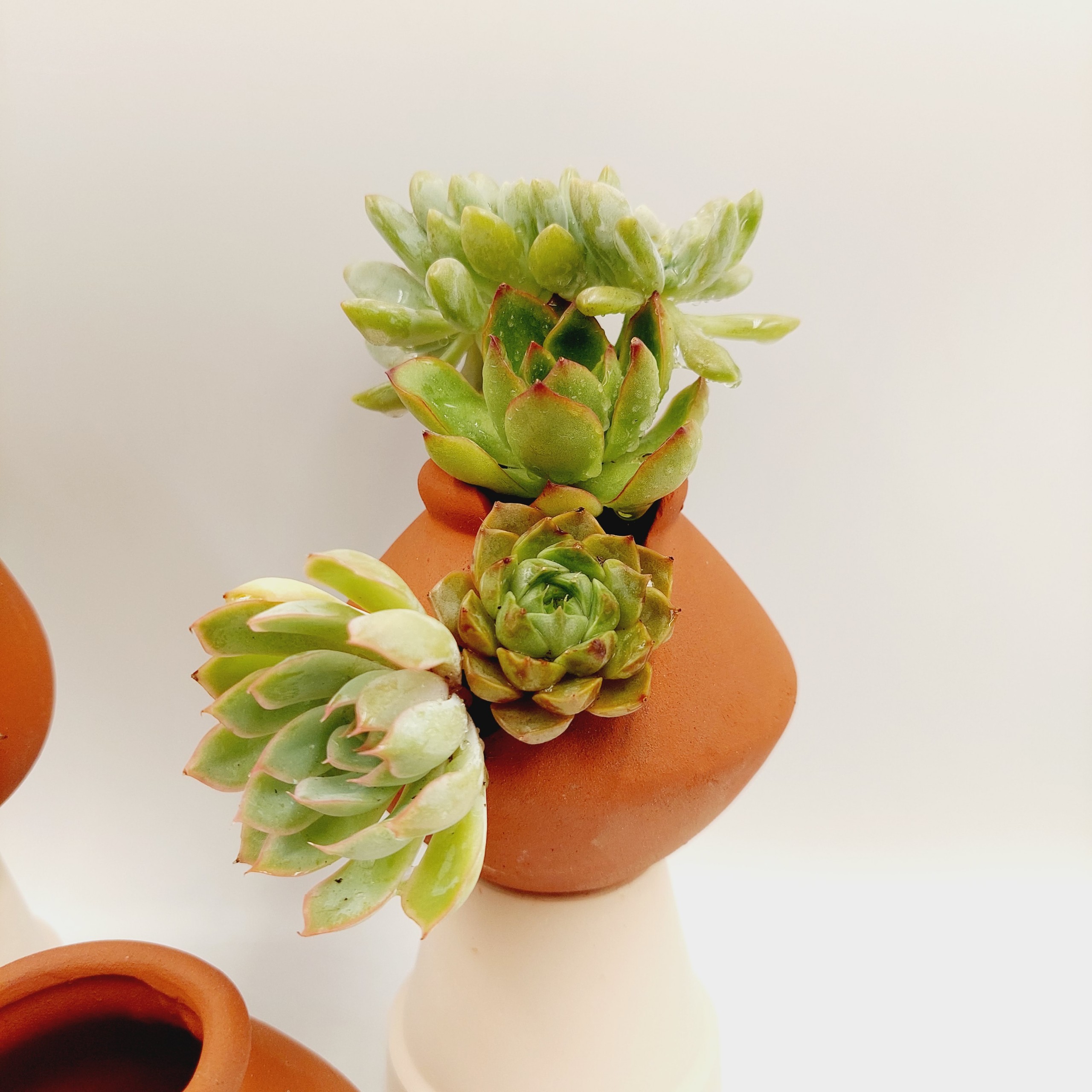 Chậu đất nung, chậu sen đá - Bình vôi dễ thương 48, miệng chậu 4cm, chiều cao 8cm