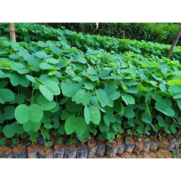 CÂY GIỐNG HOA BAN TRẮNG TÂY BẮC