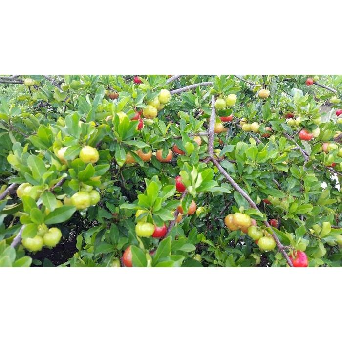 CÂY GIỐNG CÂY SƠ RI THÁI NGỌT- CÂY GIỐNG NHỎ