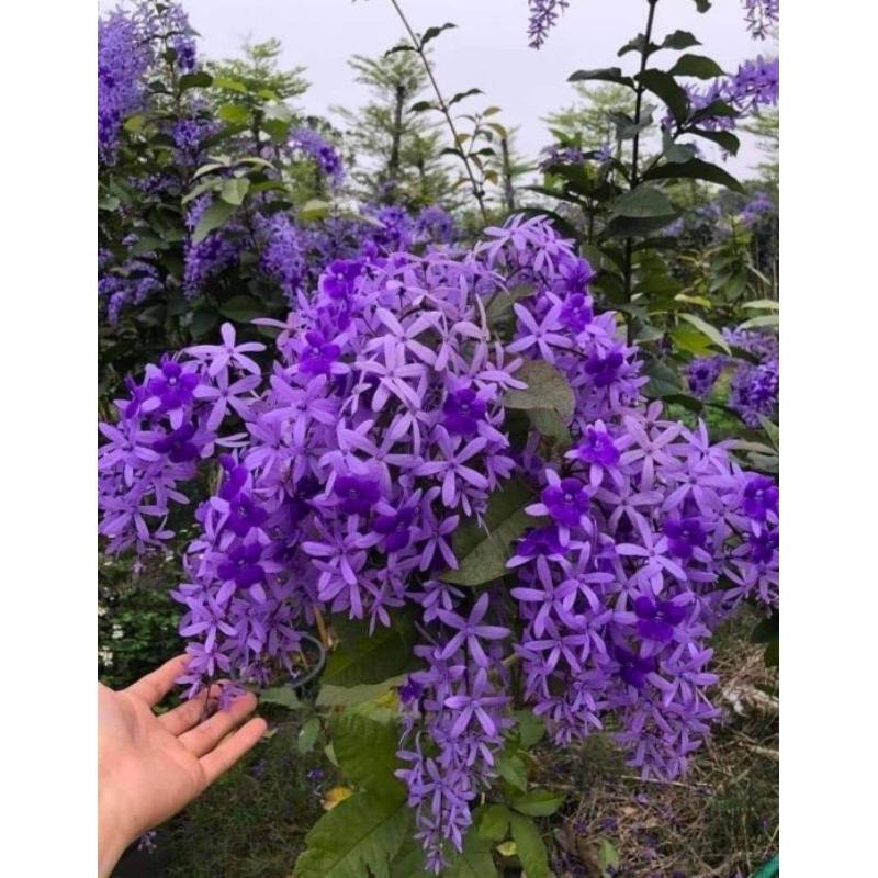 CÂY GIỐNG HOA MAI XANH THÁI
