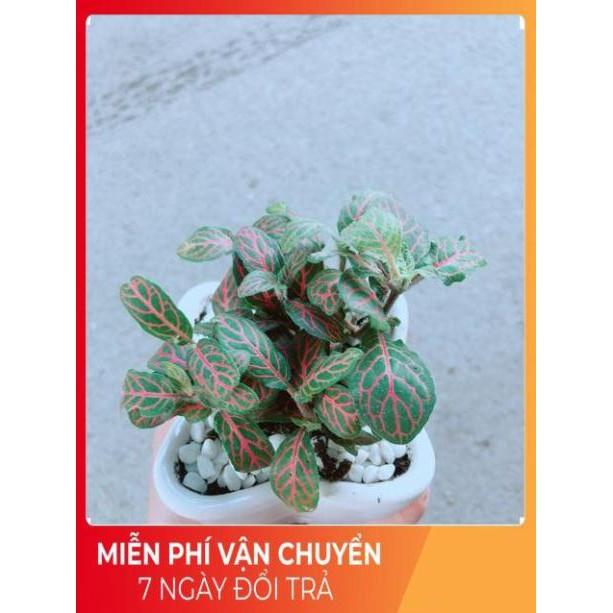 Chậu Cẩm Nhung Đỏ