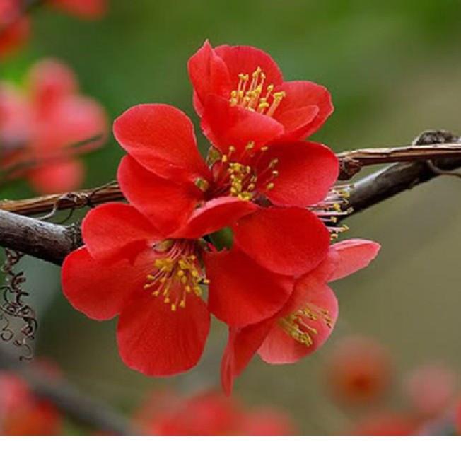 Hạt giống hoa mai trung quốc hoa màu đỏ