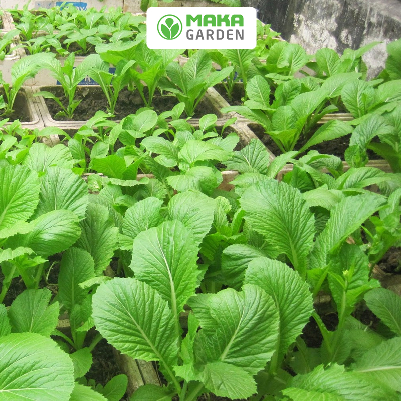 Hạt giống Cải Bẹ Xanh Mỡ Rado 57 -Gói 20Gr-50Gr -Chịu Nhiệt, Sinh Trưởng Tốt