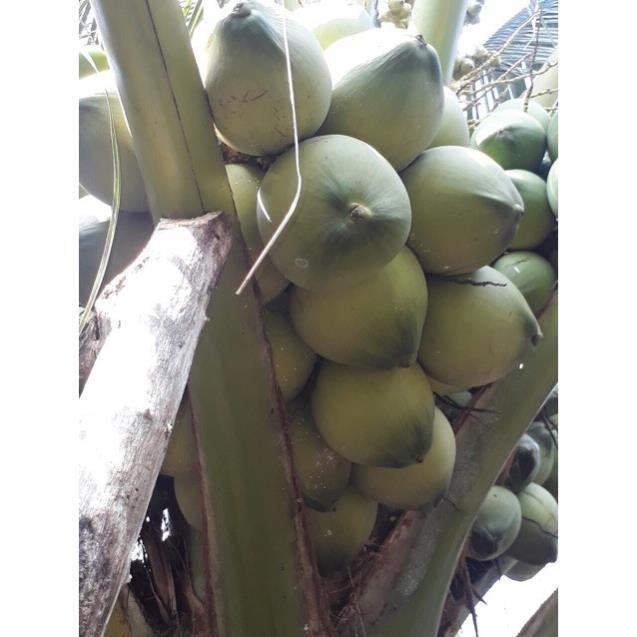 Cây Giống Dừa Dứa Siêu Thơm Nguyên Chủng