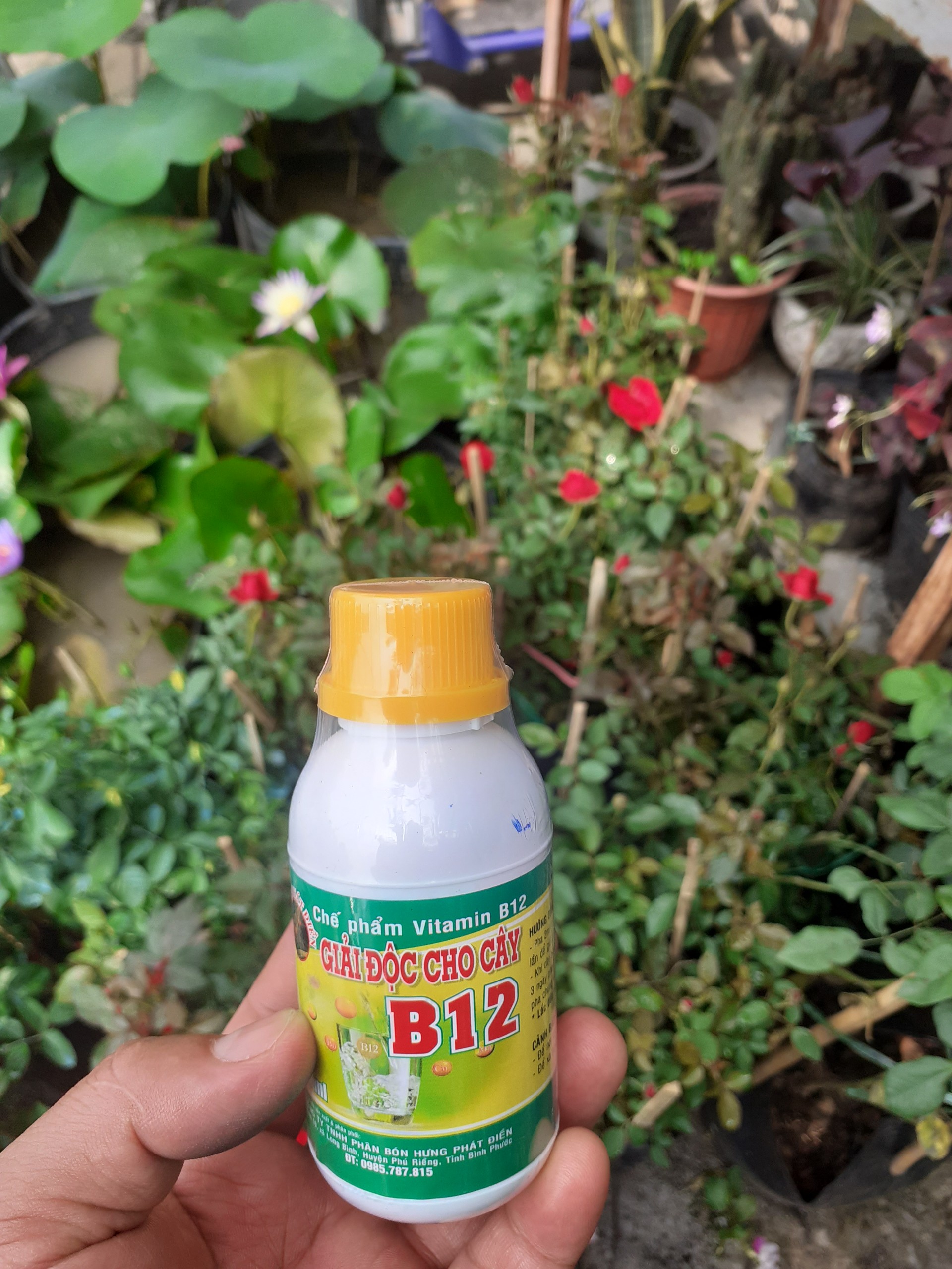 Vitamin B12 giải độc cho cây trồng