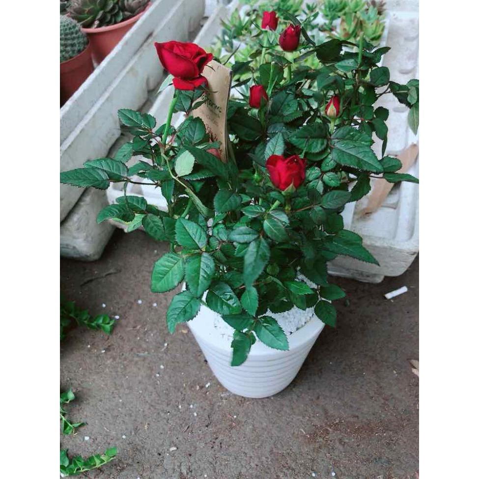 Chậu cây hoa hồng Bán Chạy