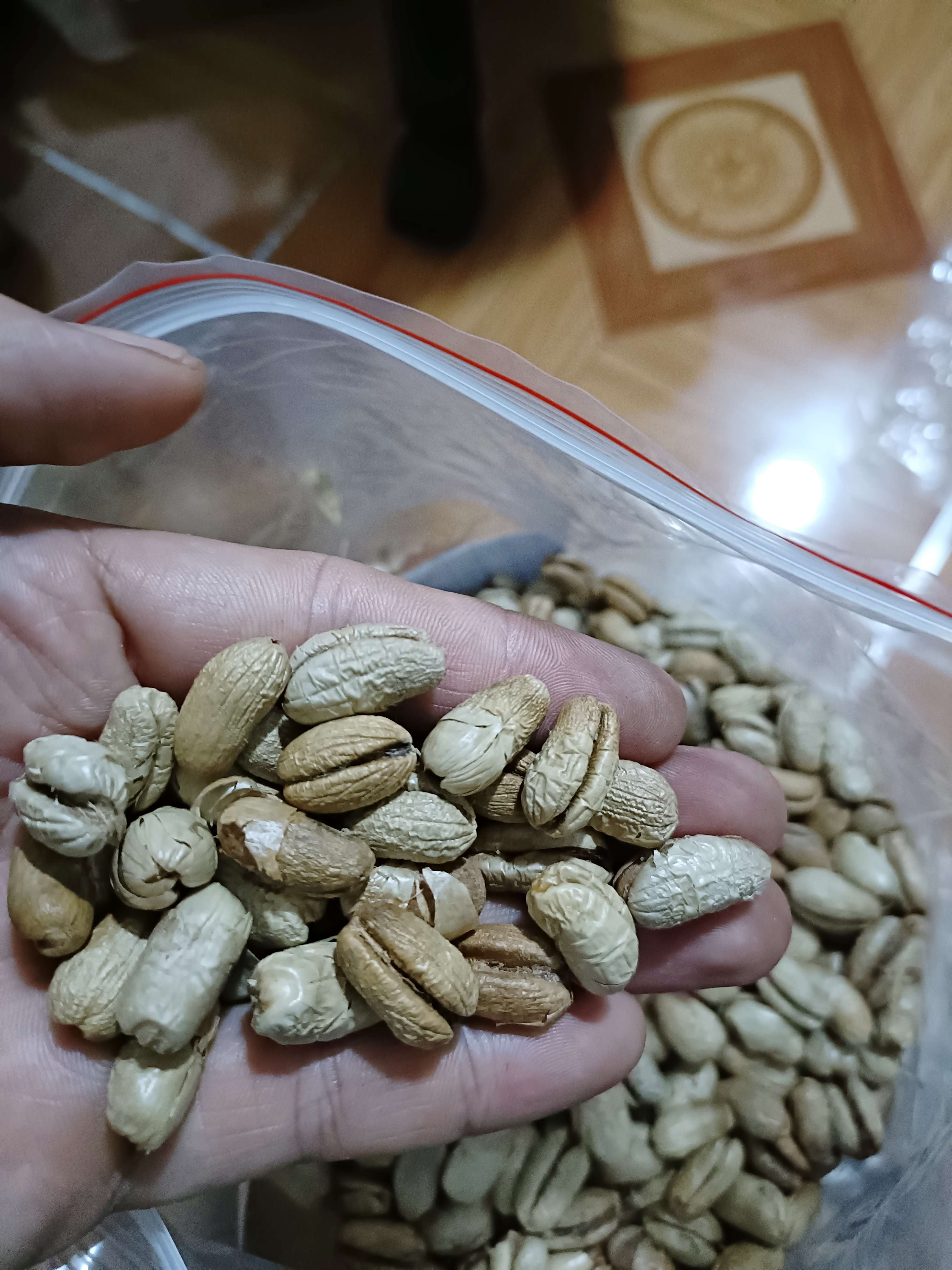 Hạt giống chà là cảnh, chà là công trình - gói 280 hạt
