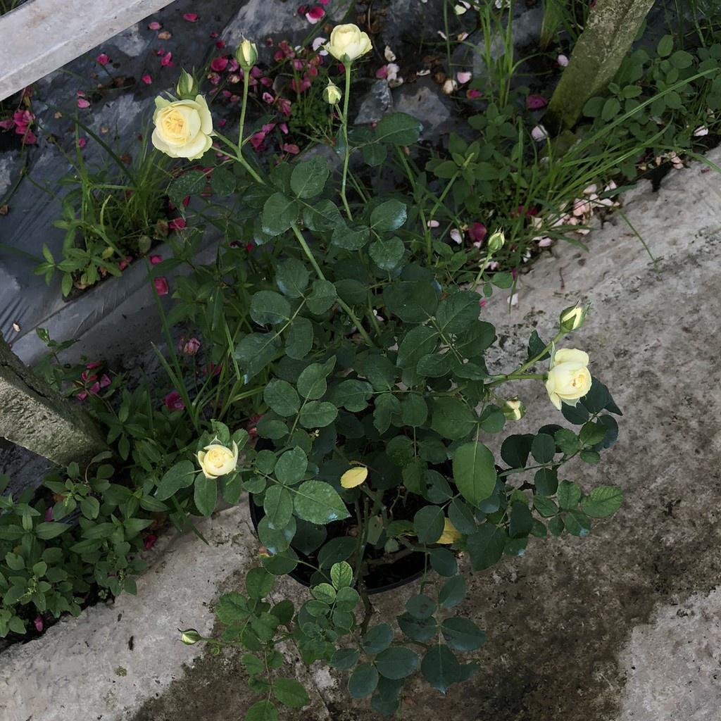 Hoa Hồng bụi Creamy Eden Rose chậu size C10