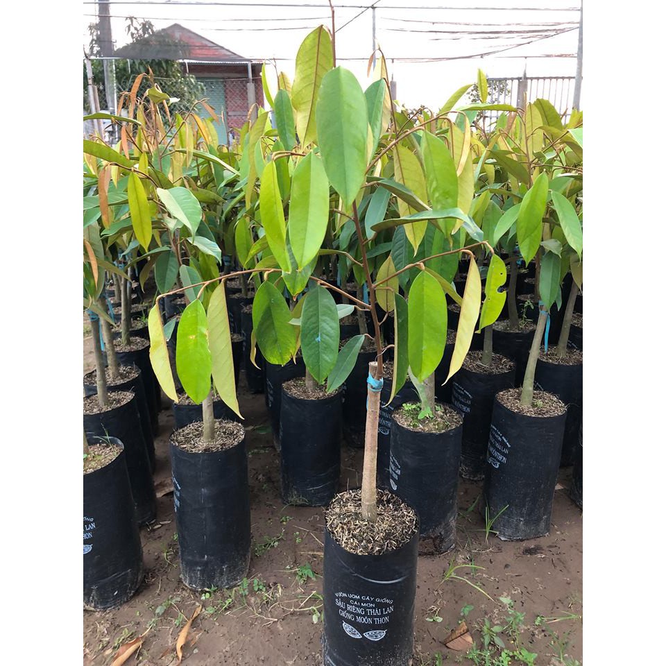 Cây giống sầu riêng dona gốc to 2 năm