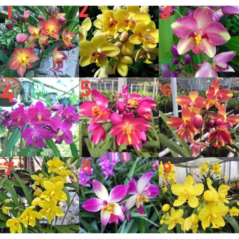 CHẬU GIỐNG HOA ĐỊA LAN CHU ĐỈNH TRẮNG