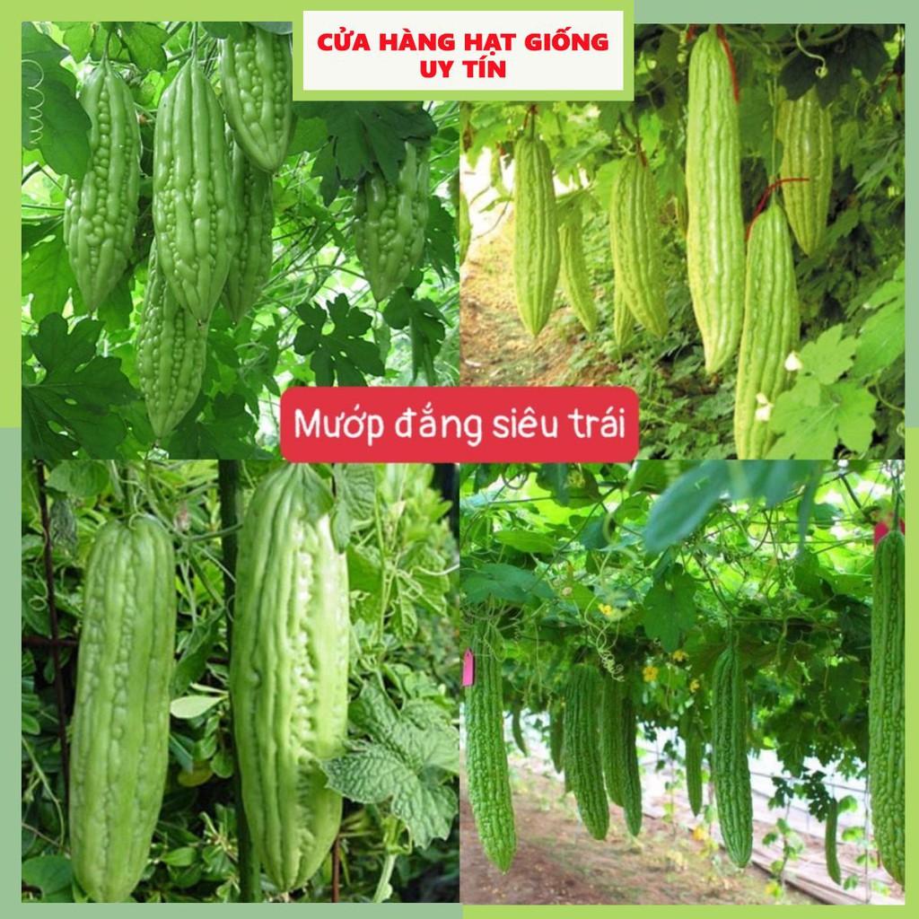 Hạt Giống Mướp Đắng(Khổ Qua) Siêu Trái F1 Loại Siêu Dễ Trồng &amp; Dễ Thu Hoạch Tặng kèm Hướng Dẫn Trồng