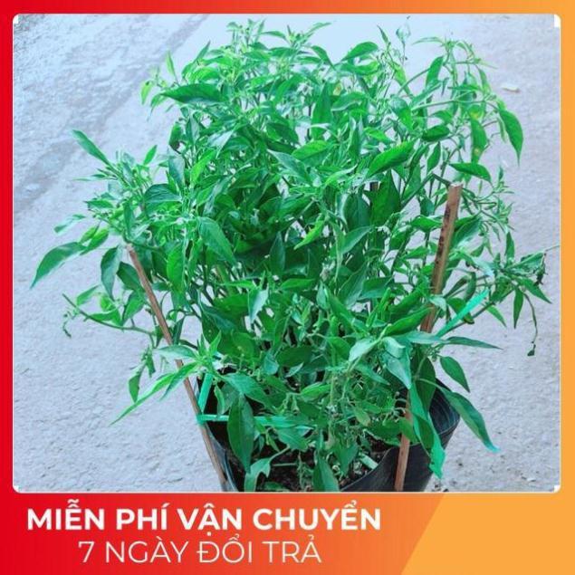 Bụi Ớt Hiểm