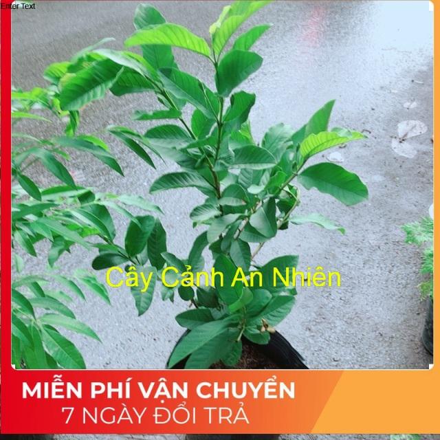 Cây Ổi Cho Sai Quả