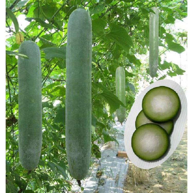 Hạt giống bí sặt - Bí xanh dài - 1 gói 30 hạt - BSAT