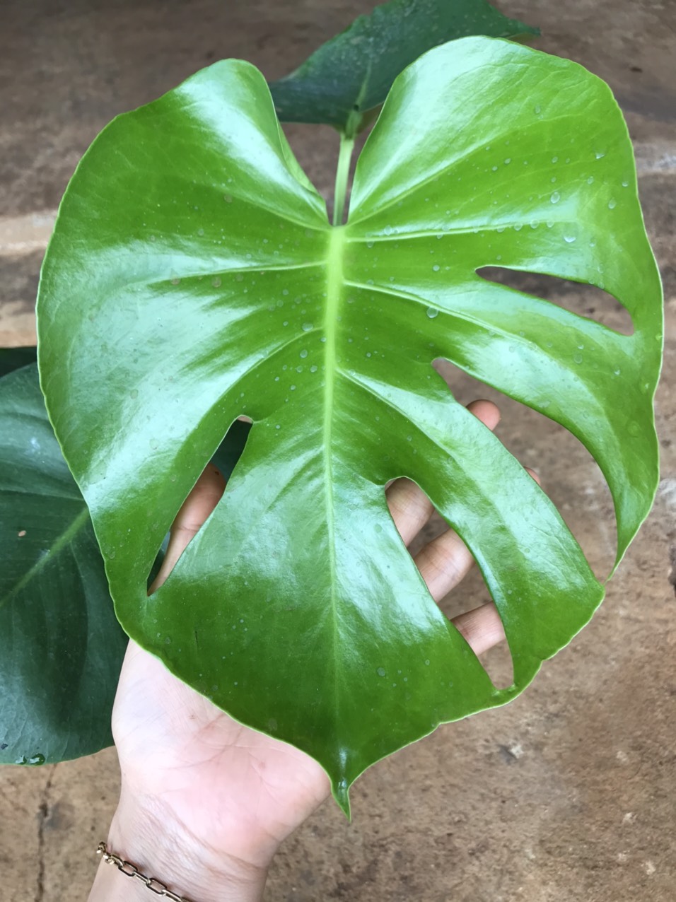 MONSTERA DELICIOSA - trầu bà Nam Mỹ