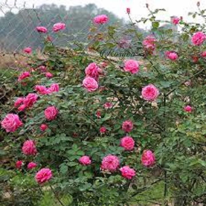COMBO 2 BẦU GIỐNG Hoa hồng cổ Sapa – Hoa hồng rực rỡ xứ Tây Bắc, bầu cây giống hàng dâm cành từ nguyên bản cây mẹ