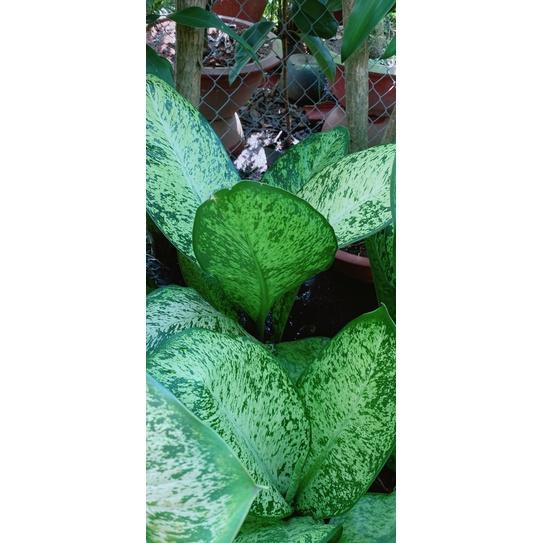 Cây Tỷ Phú Lớn