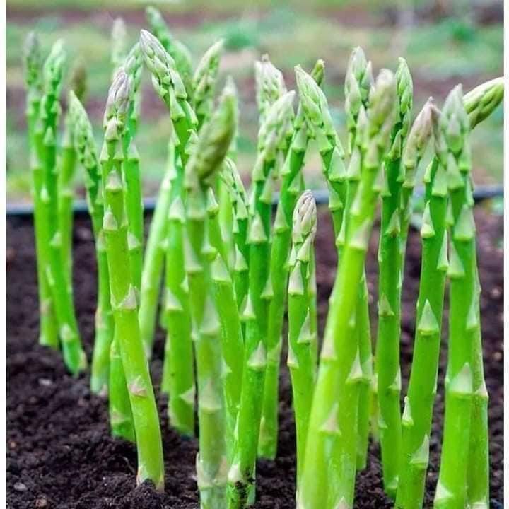 HẠT GIỐNG MĂNG TÂY XANH CHUẨN F1