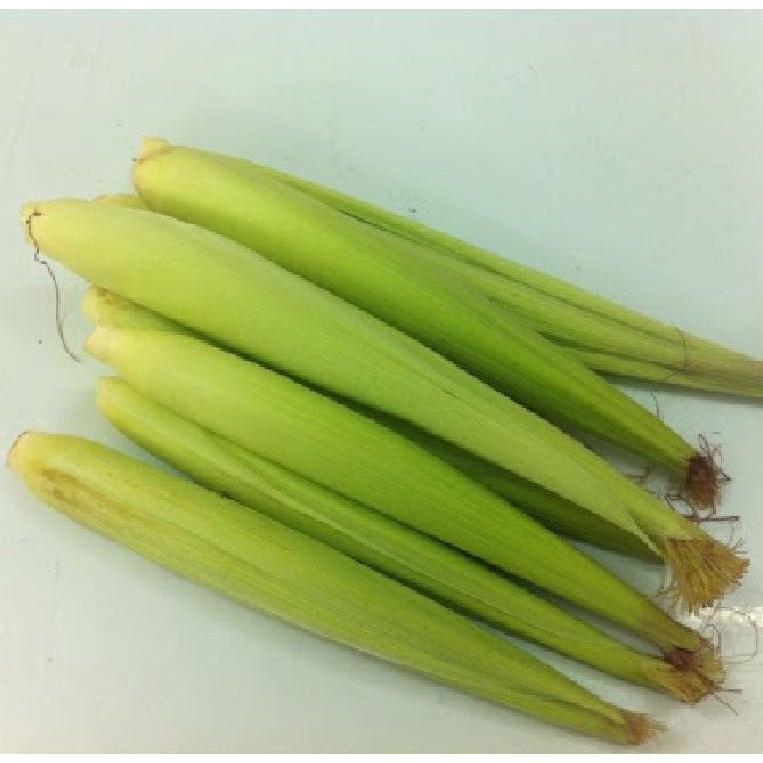 Hạt Giống Ngô Bao Tử,ngô non-Gói 30 Hạt-tặng kèm gói phân bón lót