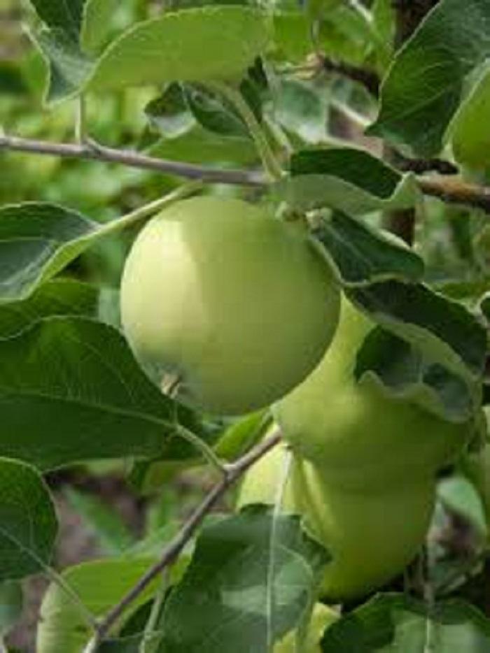 Cây Táo xanh mỹ, giống táo quả ngon ngọt