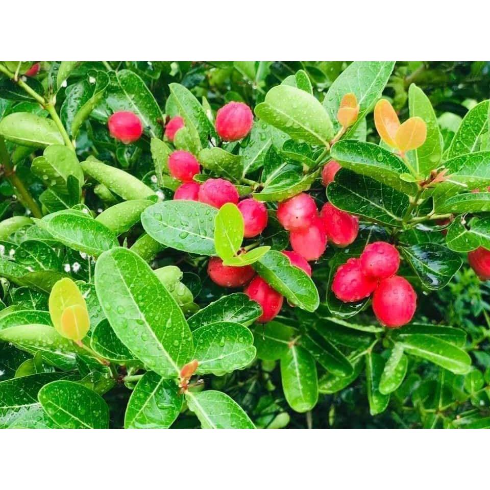 Giống Cây Siro Siêu Trái - Cây Giống Siro siêu trái