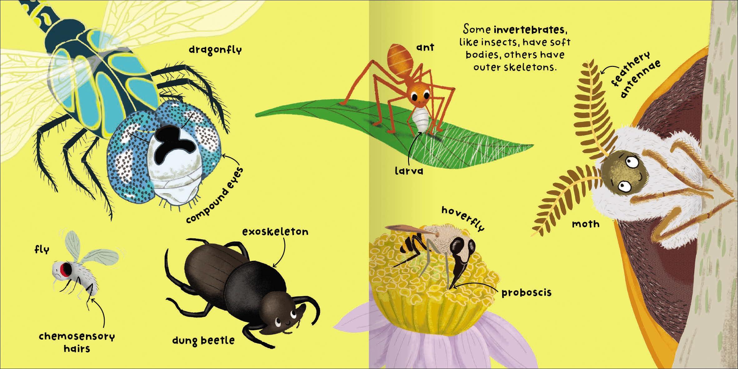 Sách ngoại văn: Big Words For Little Experts - Animals