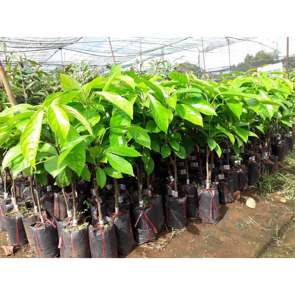 CÂY GIỐNG DÂU DA XANH quả tròn siêu năng suất ( SIÊU TRÁI, .