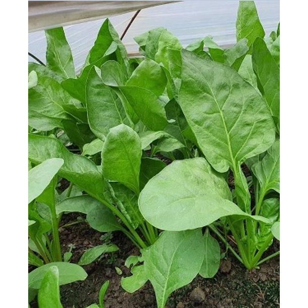Hạt Giống Rau Cải Bó Xôi Cao Sản - Gói 1KG