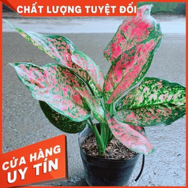 Cây Vạn Lộc