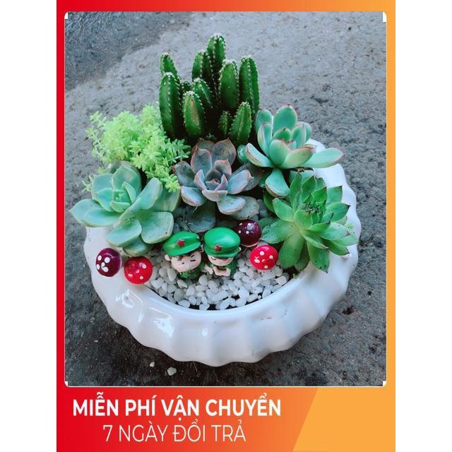 Chậu Sen Đá Tiểu Cảnh