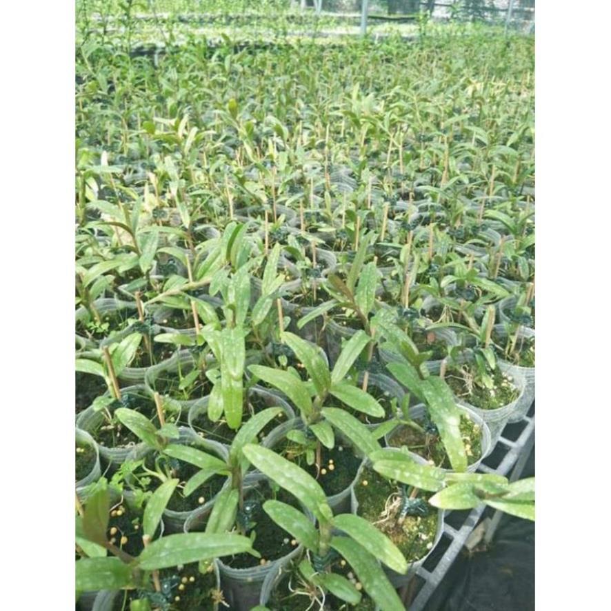 Hoa phong lan châu như lưỡi bệt