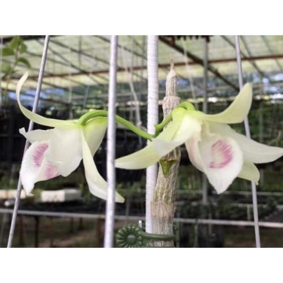 Phi điệp 5 cánh trắng 5ct HỌNG TÍM hàng gieo hạt