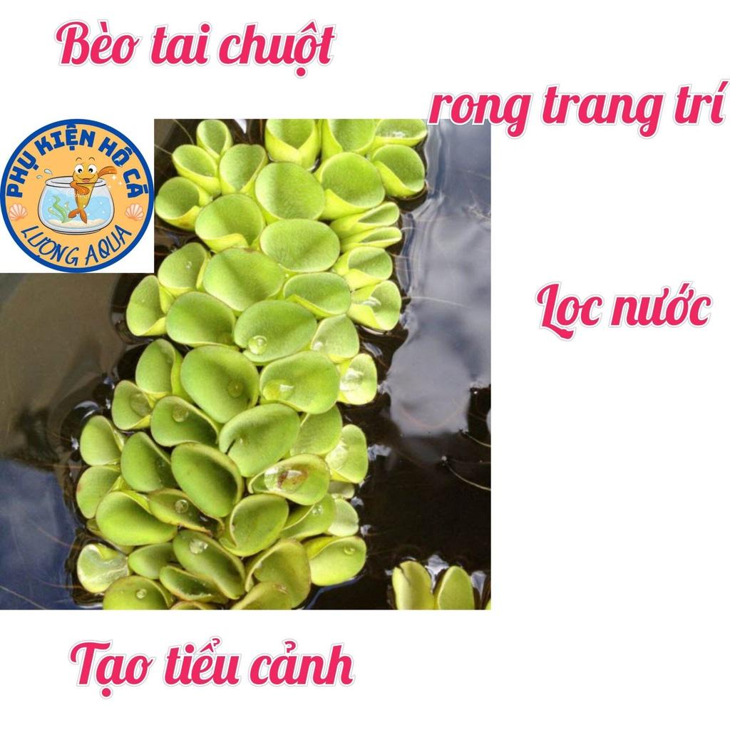 5 nhánh Bèo tai chuột,bèo thủy sinh lọc nước,phụ kiện trang trí hồ cá cảnh thủy sinh hòn non bộ