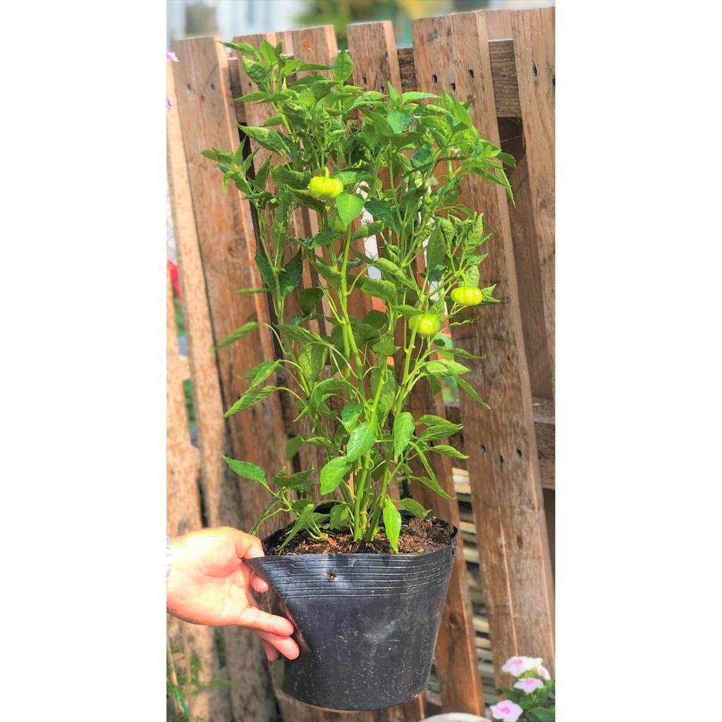 Chậu cây ớt Sơri ăn trái