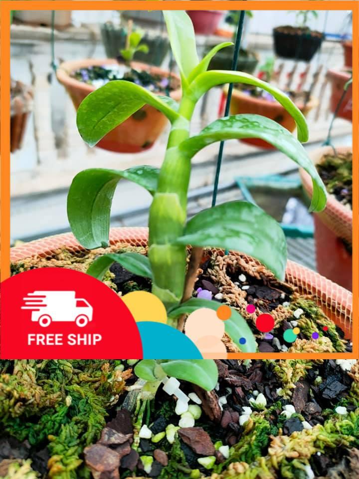 Hoa phong lan - phi điệp phú thọ mắt đỏ - phi điệp phú thọ mắt đỏ