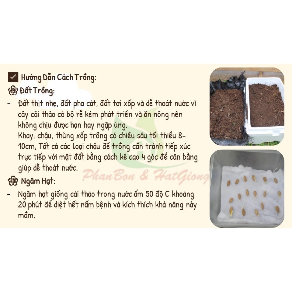 Hạt Giống Rau Cải Thảo F1 Gold Giòn, Ngọt, Giàu Dinh Dưỡng 1Gr - Phú Nông Seeds - Shop Phân Bón và Hạt Giống
