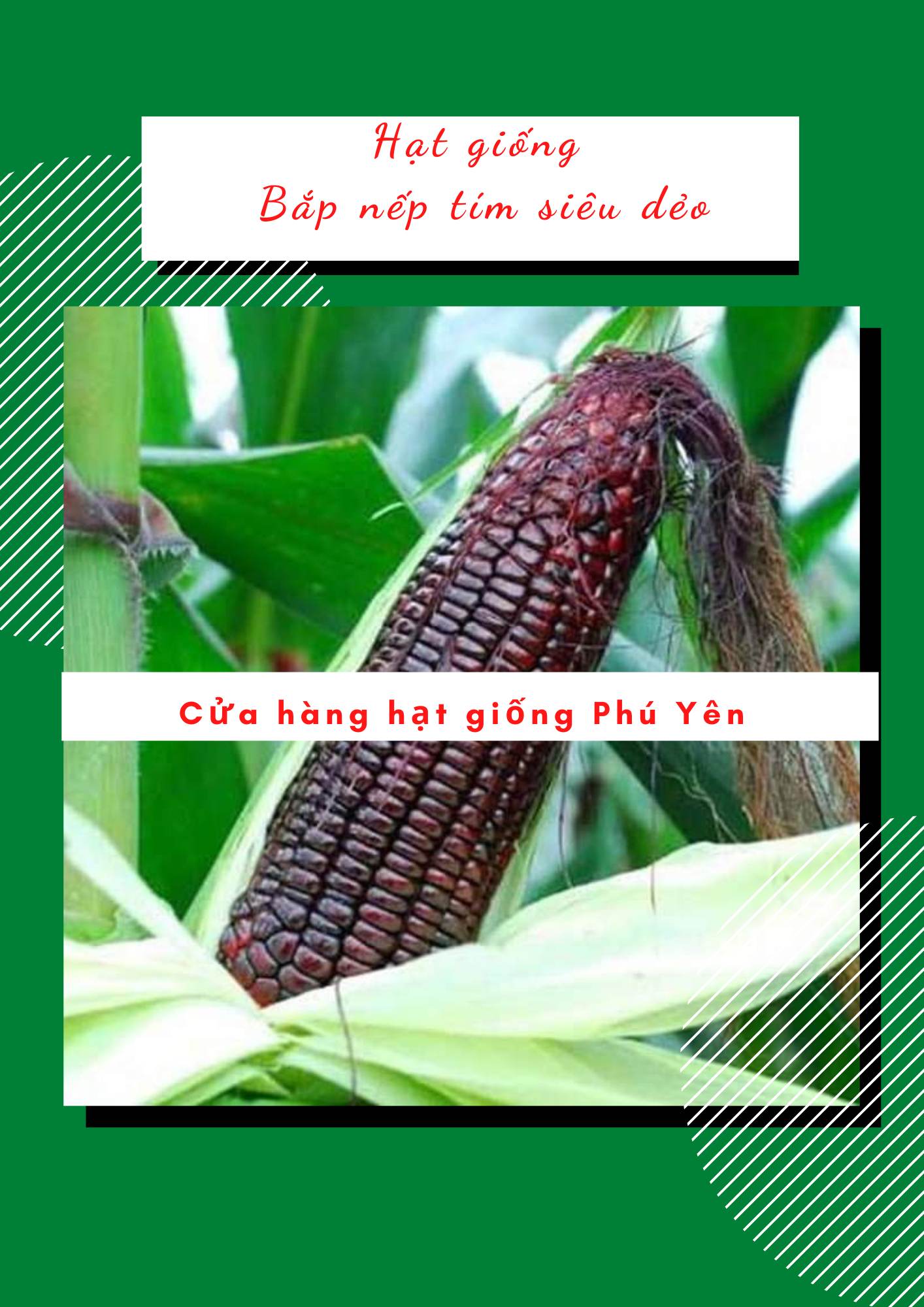 Hạt giống ngô nếp tím siêu dẻo gói 500 gram