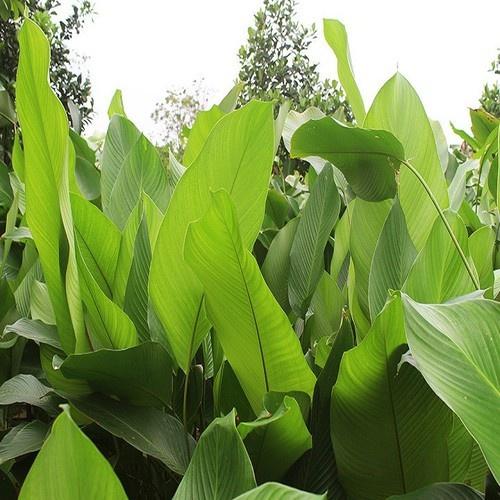 Combo 5Cây Giống Lá Dong Cảnh 981SP