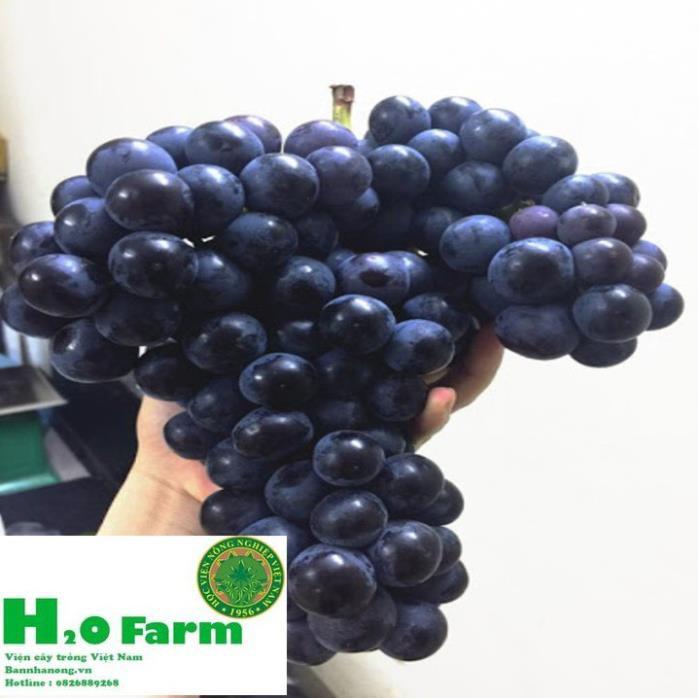 Cây Nho Ninh Thuận Ươm Tại Vườn Quả Xạ Đen - Vườn Ươm Ninh Thuận + Tặng 01 cây dâu da đất