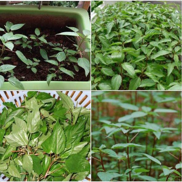 Hạt giống rau đay đỏ cao sản - 20gr/gói