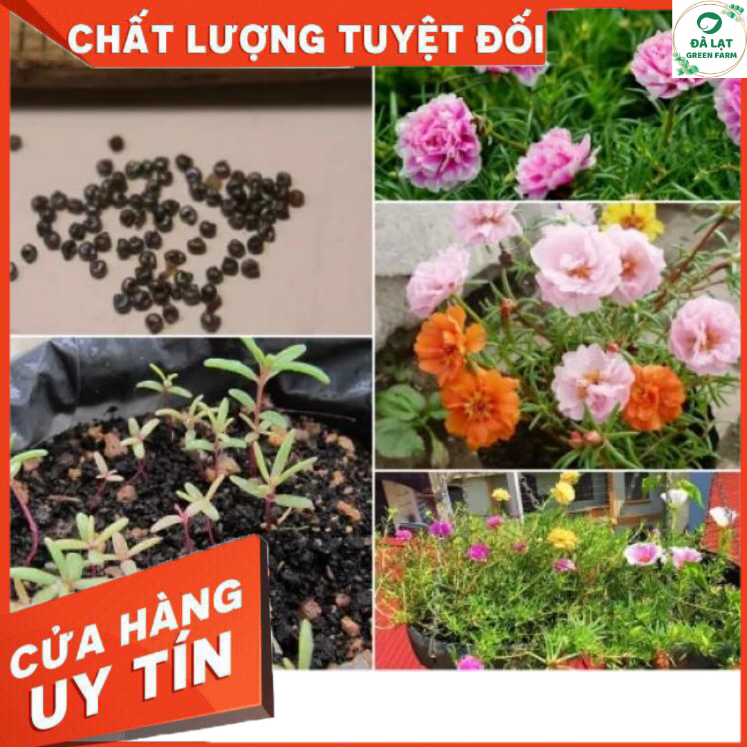 100H_HẠT GIỐNG HOA MƯỜI GIỜ MỸ KÉP (SIÊU NẢY MẦM)