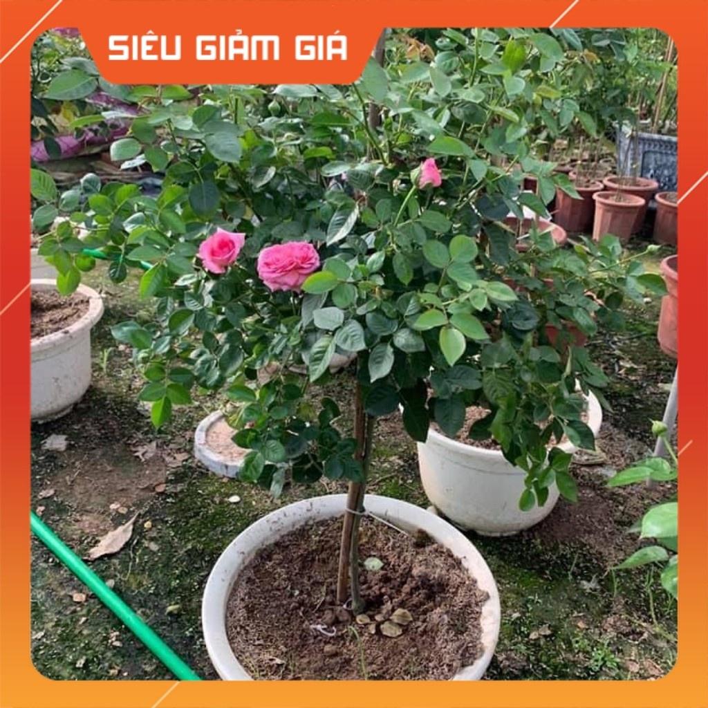 Cây hoa Hồng Ngoại  Bernadette Lafont Pháp - bông to khủng,hương thơm cổ điển