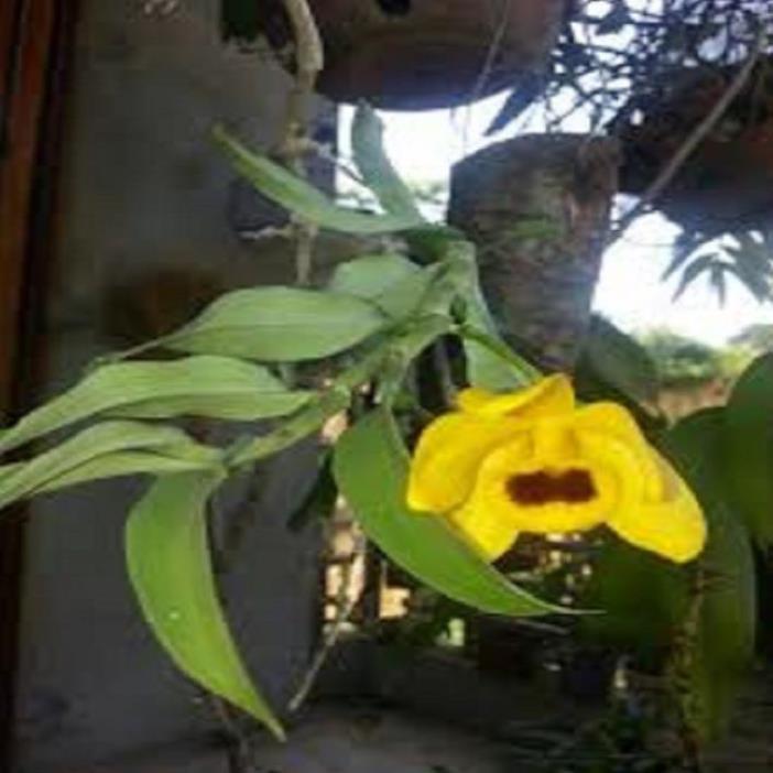 Hoa lan - trầm vàng