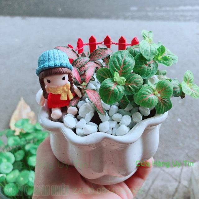 Chậu Cẩm Nhung Có Trang Trí