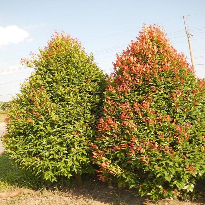 CÂY HỒNG LỘC - LOÀI CÂY MANG LẠI HỒNG PHÚC CHO GIA CHỦ