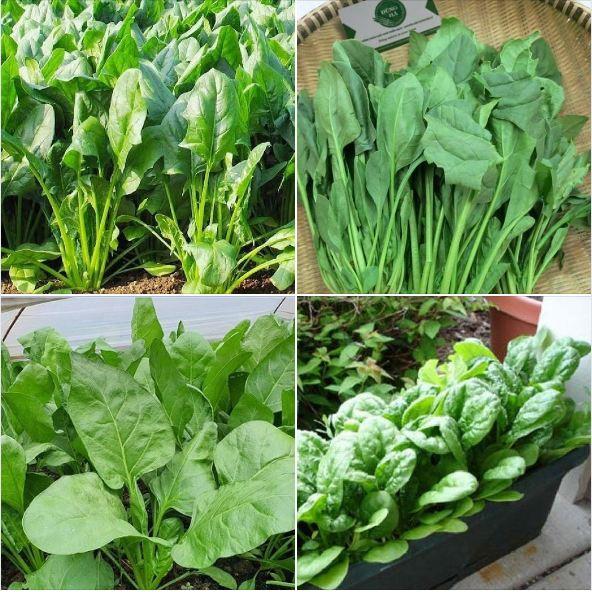 Combo 3 gói cải bó xôi - rau cải chân vịt