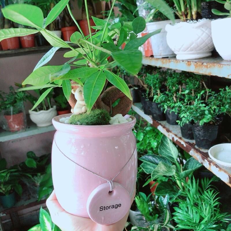 Chậu kim Ngân Nơ